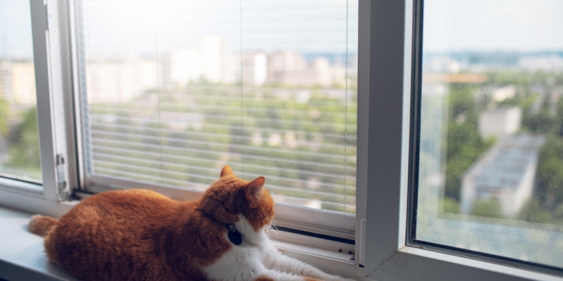 back-view-red-white-cat-lying-window-sill-looking-outside